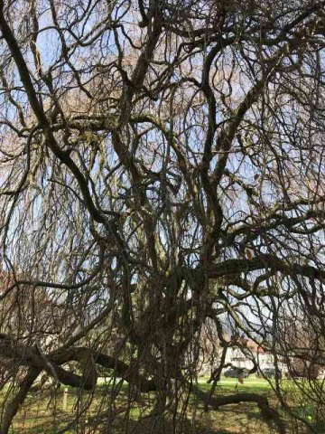 An interesting tree shape, in Divonne-les-Bains, France.